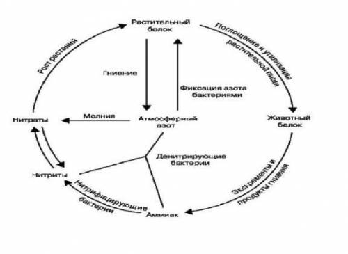 определите по представленному изображению: А) Разновидность круговорота веществ В) Значение данного