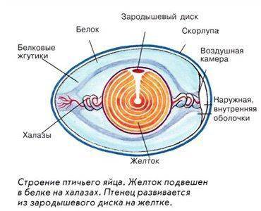 Підпишіть складові частини структури.