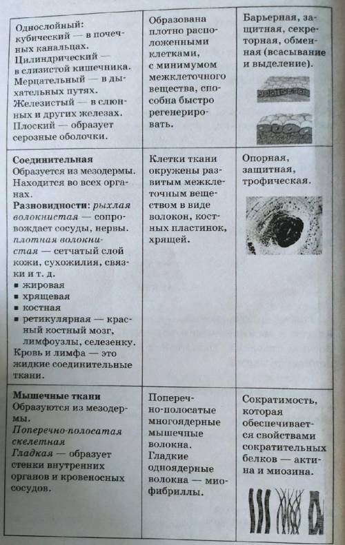 Таблица «Ткани» Описать особенности тканей в виде таблицы. Колонки таблицы: 1. Название Ткани 2. Стр