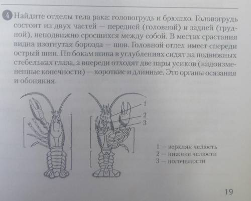 4 Найдите отделы тела рака: головогрудь и брюшко. Головогрудь состоит из двух частей передней (голов