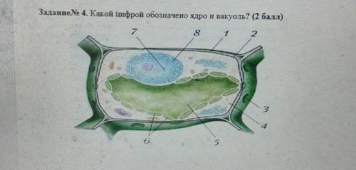 Автотрофы ЗаданиеNo 4. Какой цифрой обозначено ядро и вакуоль? ( ) 7 8 1 2 3 А G 5