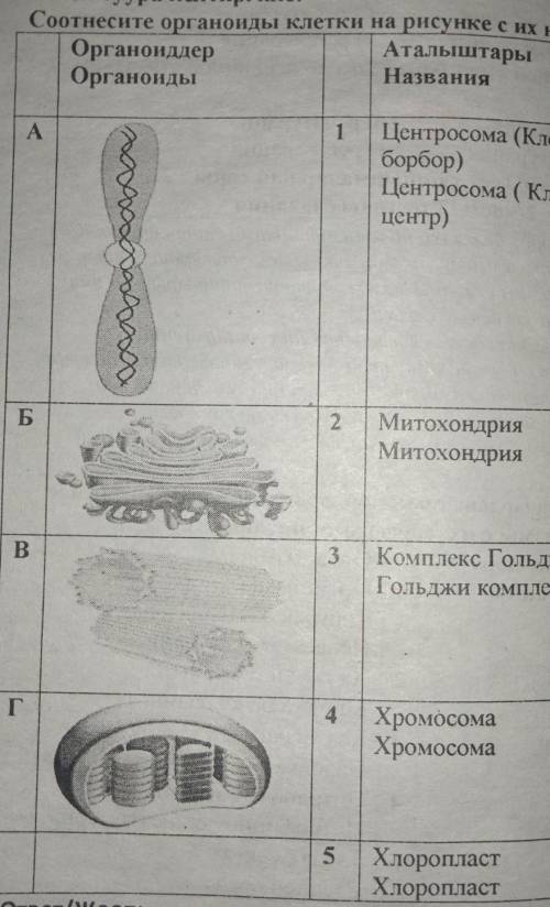 Соотнесите органоиды клетки на рисунке с их названиями.