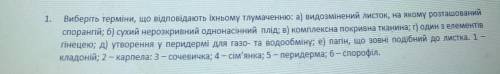 1. Виберіть терміни, що відповідають їхньому тлумаченню: а) видозмінений листок, на якому розташован