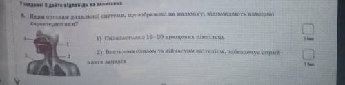 Яким органом дихальної системи що зображені на малюнку відповідають наведені характеристики 1) склад