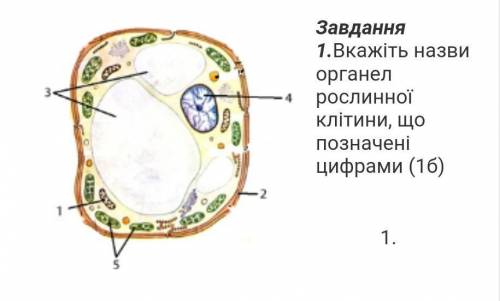 Вкажіть назви органел рослинної клітини,що позначені цифрами.