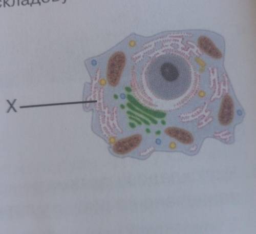Схарактерезуйте за наведеними ознаками складовою клітини позначену на рисунку літерою Х . Містить в