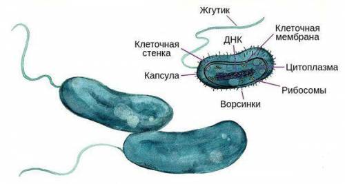 Клітинна стінка наявна в клітинах ... * амебидріжджівмишіхолерного вібріона