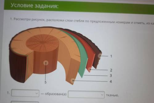 1. образован(а) Тканью. 2. . содержит ситовидные трубки, которые относятся к ткани, лубяные Ткани. в