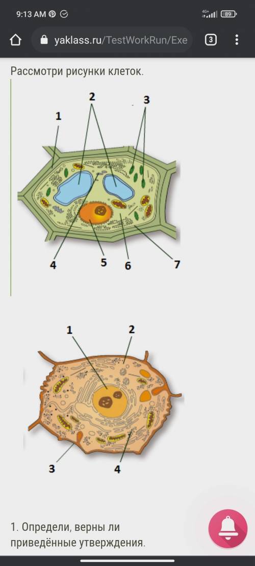 1. Определи, верны ли приведённые утверждения. А. На рисунке растительной клетки органоид, который к