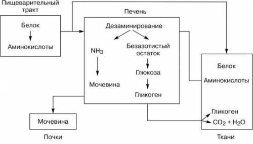 Белки , их источники , функция; схема белкового обмена