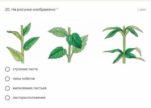 На рисунке изображено: биология 6 класс