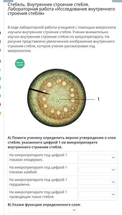 Урок. внутренняя структура урока. лабораторная работа исследование внутреннего строения урока в хо