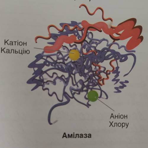 Пользуясь рисунком, докажи, что фермент амилаза является белком.