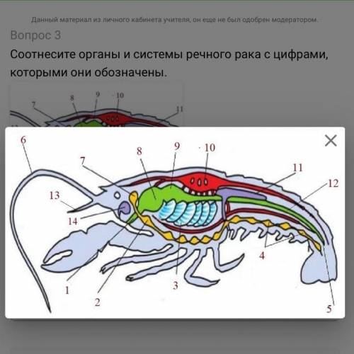 Найти цифры: 1) 4. 2) 12. 3) 9. 4) 3. 5) 14. варианты ответов: жабры, брюшная нервная цепочка, задн