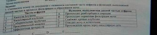 Соотнесите номер на диаграмме с названием составной части нефрона и ее функцией