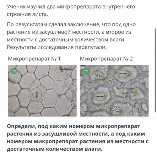 Строение листа. Устьица Ученик изучил два микропрепарата внутреннего строения листа. По результатам