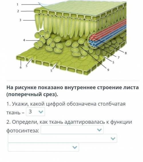 Укажи, какой цифрой обозначена столбчатая ткань – 3 2. Определи, как ткань адаптировалась к функции