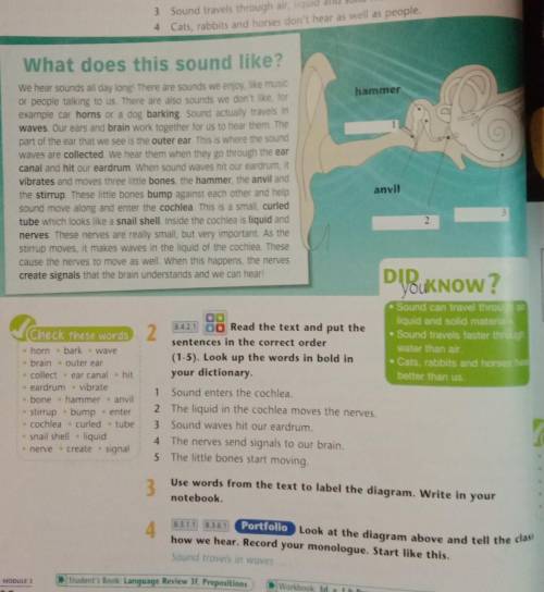 Look at the diagram above and tell the clasi how we hear. Record your monologue. Start like this. So