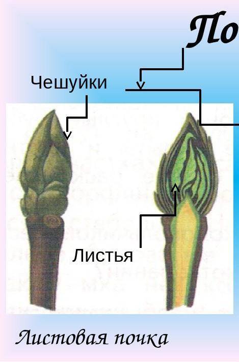 Как устроина цветовая почка?