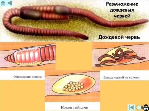 Обособление пищи у дождевых червей