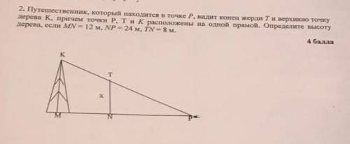 2. Путешественник, который находится в точке Р. видит конец жерди Т и верхною точку дерева К. причем