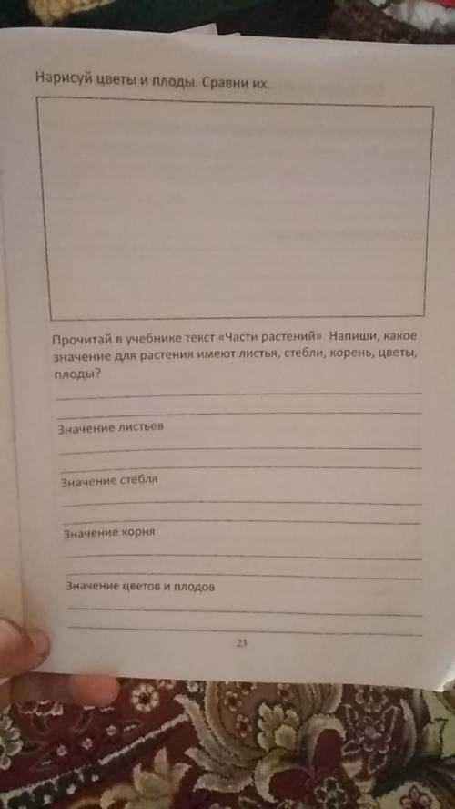 Нарисуй цветы и плоды. Сравни их.