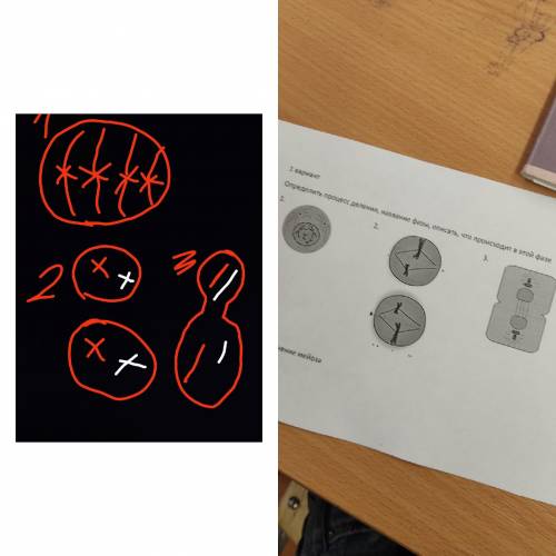 МИТОЗ И МЕЙОЗ ОПРЕДЕЛИТЕ ТОЛЬКО процесс деления и название фазы( описать её я и сама смогу) ЗАДАНИЯ