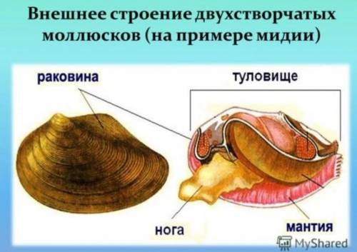 Из каких отделов состоит мидии?