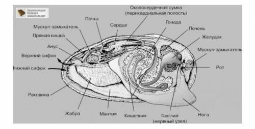 Из каких отделов состоит мидии?