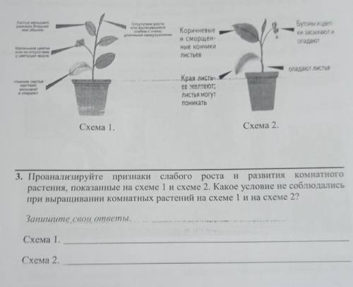 Проанализируйте признаки слабого роста и развития комнатного растения, показанные на схеме1 и схеме