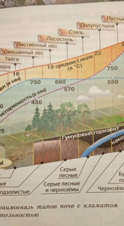 Определите годовое количество осадков и испаряемость лиственных лесов, по фото