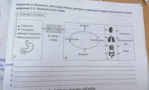 Визначте які стадії обміну речовин в організмі людини позначені на схемі цифрами 1-5