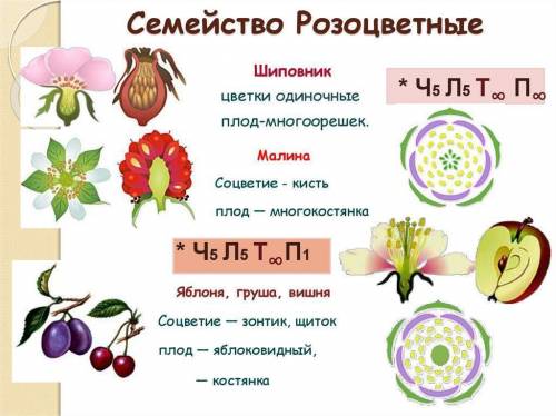 Чем покрытосеменные отличаются от покрытосеменных растений? Сделайте вывод о принадлежности данного