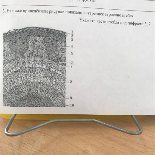 На ниже приведённом рисунке показано внутреннее строение стебля. Укажите части стебля по цифрами 3,7