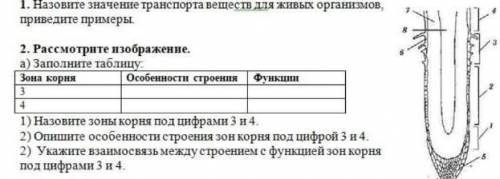 Заполните таблицу Назовите зоны корня под цифрами 3и4 Опишите особ енности строения зон корня под ци