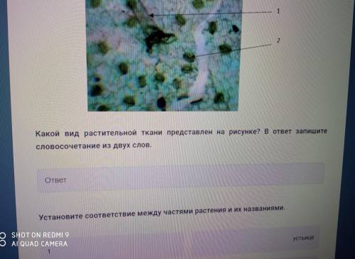 Рассмотрите изображение : какой вид растительной ткани представлен на рисунке?в ответ запишите слово