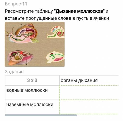 Рассмотрите таблицу Дыхание моллюсков и вставьте пропущенные слова в пустые ячейки