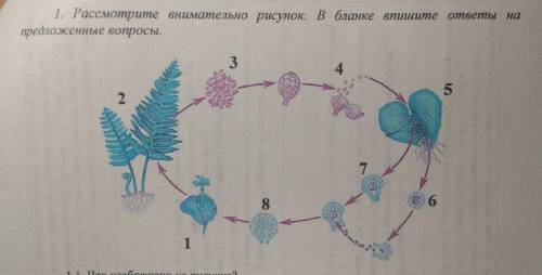 1.1 что изображено не рисунке? 1.2 как называется структура под номером 3? 1.3 укажите номера, под к