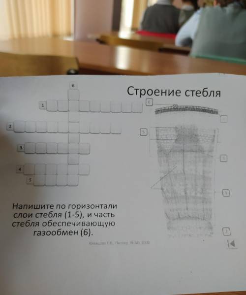 Строение стебля Напишите по горизонтали слои стебля ,и часть стебля обеспечивающую газообмен.