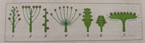 Заполните таблицу Соцветия СЛОЖНЫЙ(их должно 4 быть) А ЭТО СДЕЛАТЬ ИХ ОТЛИЧИЯ И ХАРЕКТЕРИСТИКА ПРЕ