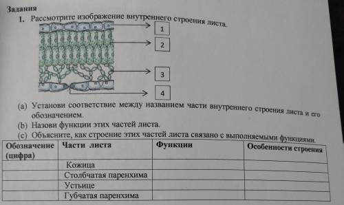 1. Рассмотрите изображение внутреннего строения листа. о 1 2 3 4 (а) Установи соответствие между наз