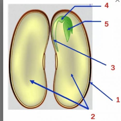 На рисунке Строение семени двудольных растений на примере фасоли сделаны обозначения. Определите в