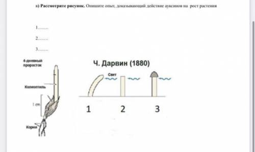 Рассмотрите рисунок. Опишите опыт, доказывающий действие ауксинов на рост растения 1 2 3