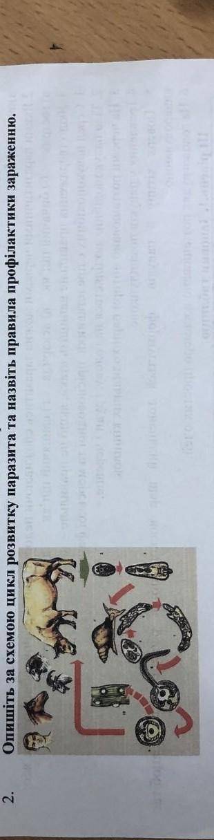 Опишіть за схемою цикл розвитку паразита та назвіть правила профілактики зараження