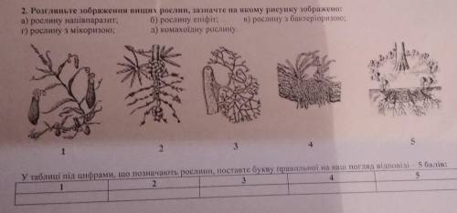 Розгляньте зображення вищих рослин, зазначте на якому рисунку зображено: а) рослину напівпаразит; б)