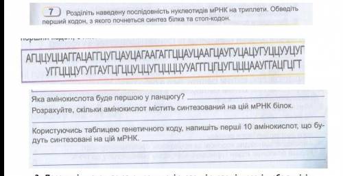 Перевод: 7)Разделите последовательность нуклеотидов мРНК на триплеты. Обведитепервый кодон, с которо