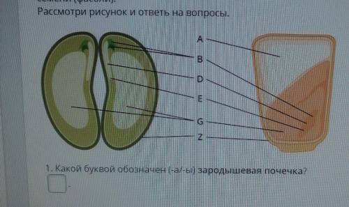 Какой буквой обозначена зародышевая почечка?