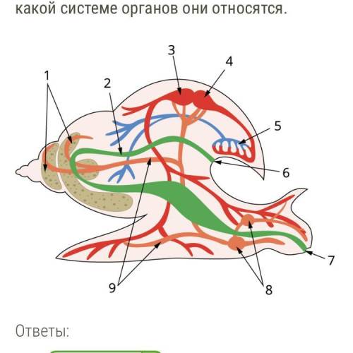 Обозначьте органы у брюхоногих моллюсков Нужно 9 3 2 5