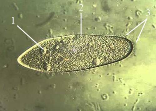 Встановіть відповідність між цифрами на малюнку та назвами структурних частин інфузорії туфельки, як