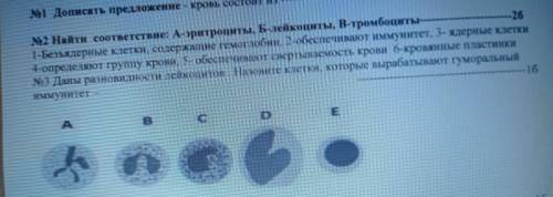 2 Найти соответствие: А-эритроциты, Блейкоциты, В-тромбоциты- -26 1-Безъядерные клетки, содержащие г
